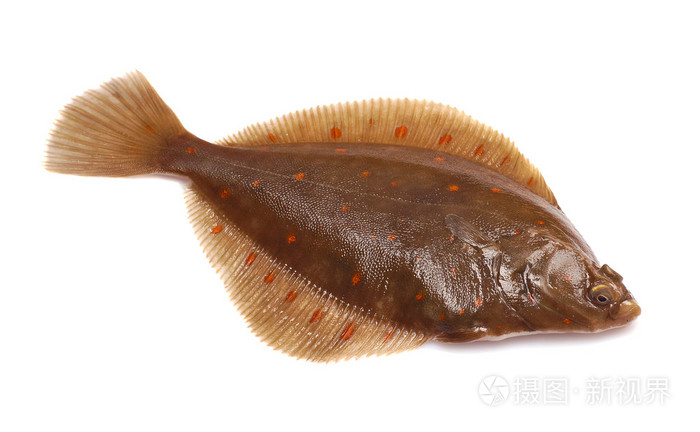 鲽鱼