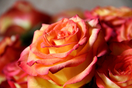 黄色与粉红色的玫瑰
