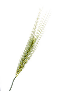 小麦的耳朵图片