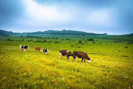 绿色夏天草地上吃草的母牛
