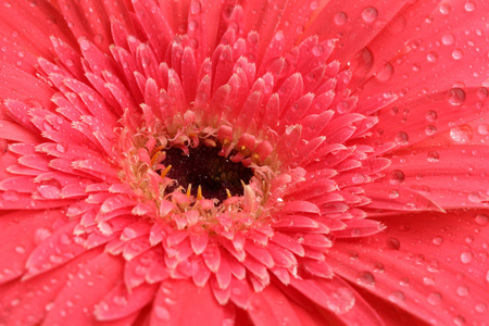 美丽的非洲菊花卉，密切了