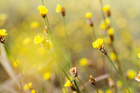 xyridaceae 黄色花植物