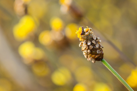 xyridaceae 黄色花植物