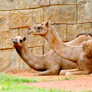 在动物园中的骆驼