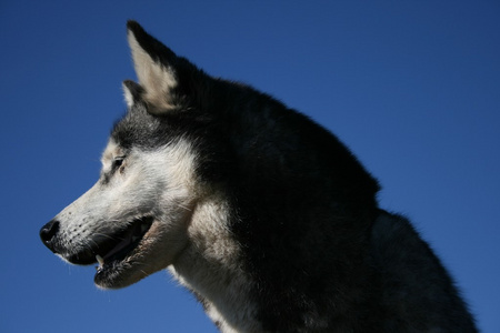 西伯利亚哈士奇猎犬