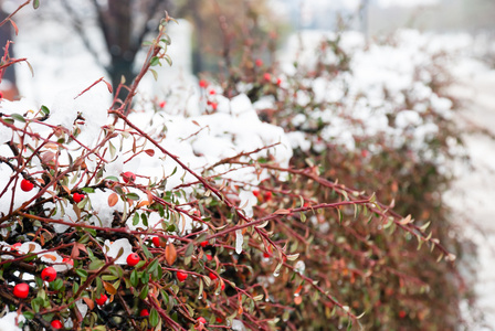 吊在树分支的雪覆盖着的红色浆果