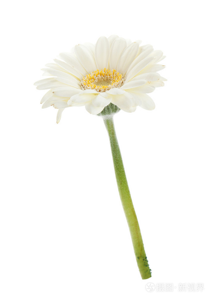 白色非洲菊花卉