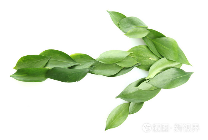 美丽绿色的树叶,孤立在白色的箭头