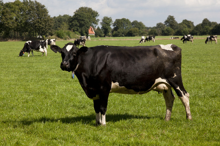 在荷兰的农田上牛图片