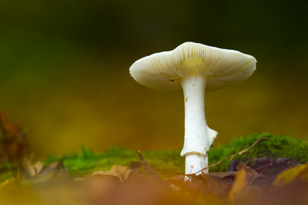 在秋季的气氛中的蘑菇鹅膏菌芹图片