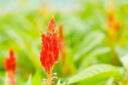 红羽海棠花图片