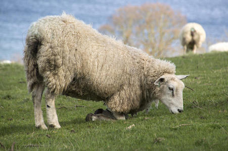 跪着吃草的羊图片