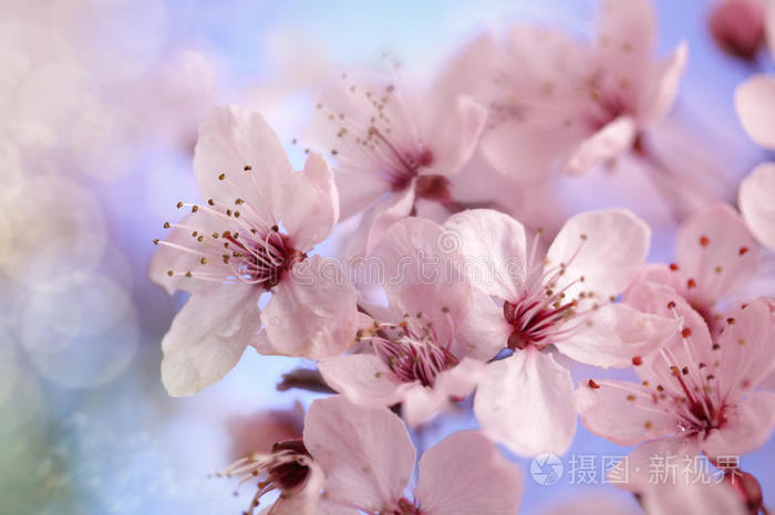 樱花
