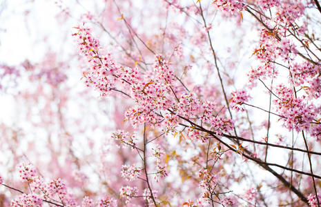 喜马拉雅樱花图片