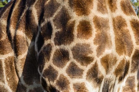野生长颈鹿皮肤细部动物图片