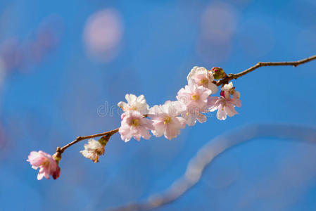 樱花樱花