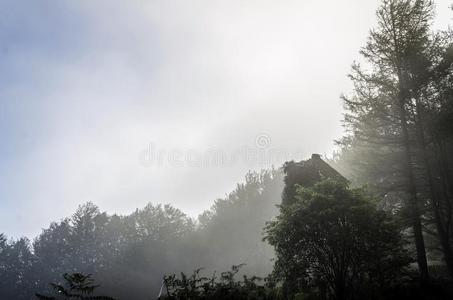 神秘森林