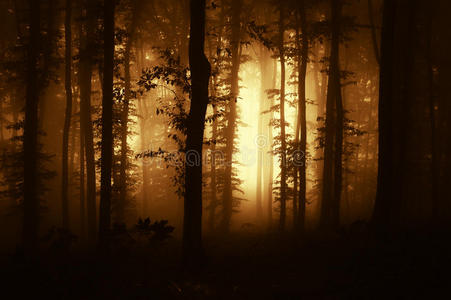 日落时有雾的黑暗可怕森林