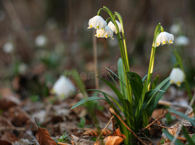 雪花莲galanthus nivalis