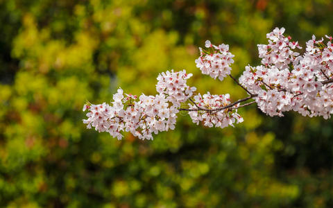 春花系列，樱花