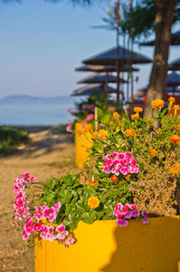 阳光明媚的海滩小路上的花木，锡托尼亚
