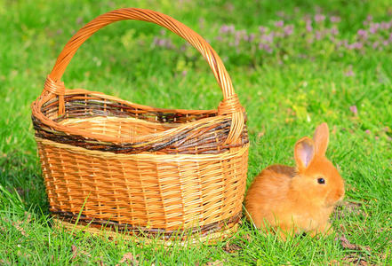 坐在草地上的小兔子
