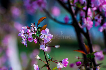 花园里的花草