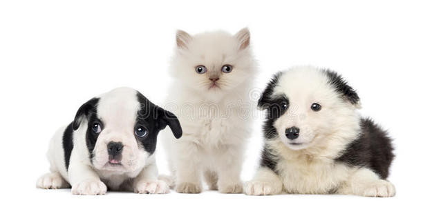 白色和黑色的小猫小狗