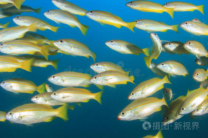 鱼群珊瑚礁景观神仙鱼沙丁油鱼叶蝎蝎子鱼海星学校鲭鱼在水下的海洋
