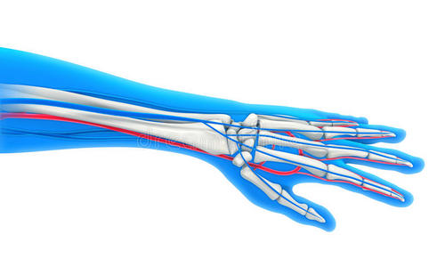 人体手部解剖学插图