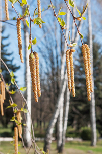 桦木catkins3