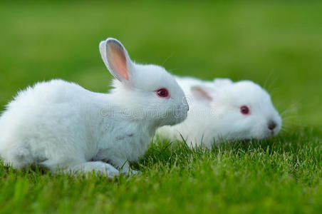 草地上的小白兔