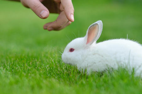 有趣的小白兔在草地和男人的手