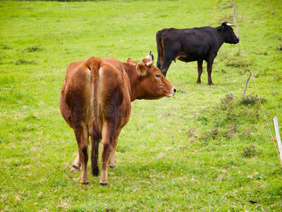草地上有两头母牛图片