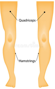 腿部肌肉标记图图片
