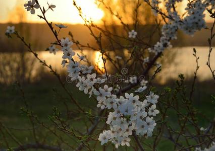 早晨开花