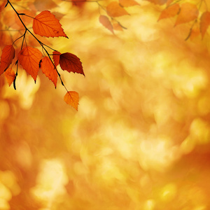 petzval 镜头散景与抽象秋季背景