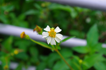 花野生菊