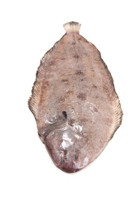 多佛唯一 欧洲 solea 鱼