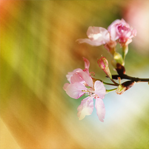 美丽开花樱花