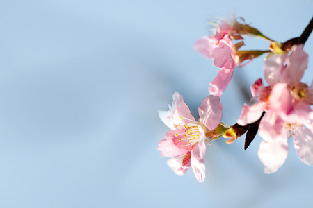 美丽开花樱花