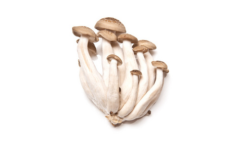 棕色山毛榉蘑菇 菇 食用菌