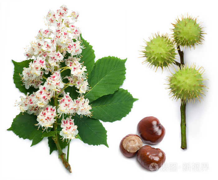 马板栗花叶和种子