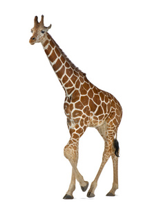 索马里长颈鹿，俗称网眼的长颈鹿 生长图案网脉 2 岁和半岁走白色背景