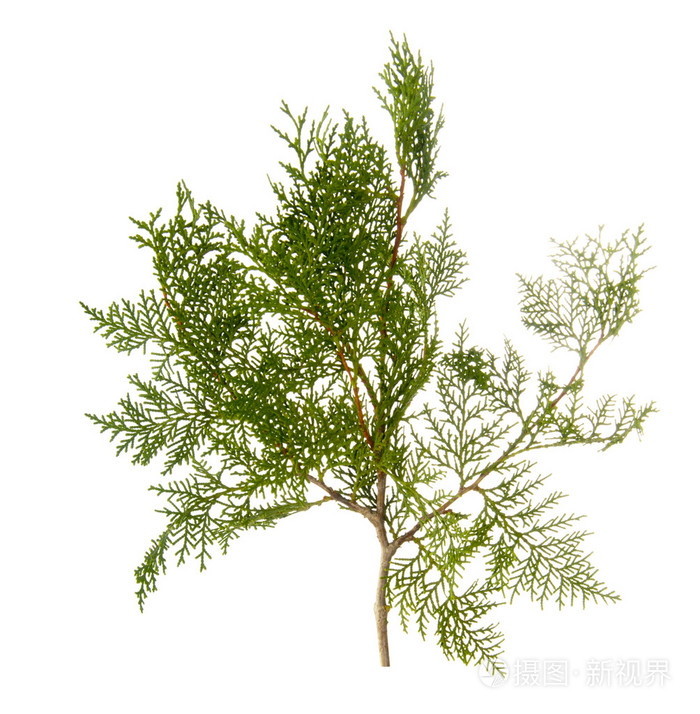 侧柏树的分支