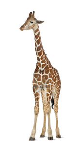 索马里长颈鹿，俗称网眼的长颈鹿 生长图案网脉 2 岁和半岁站在白色背景