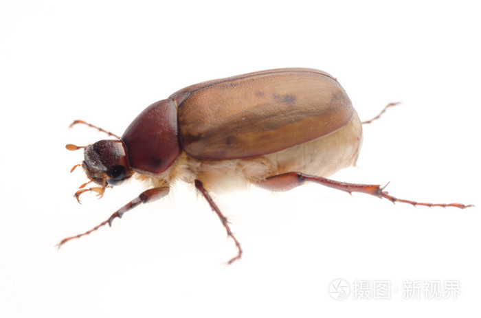 棕色6月甲虫