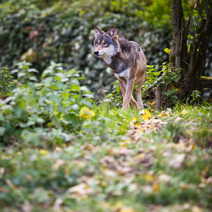 灰狼犬狼疮