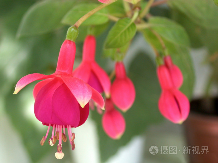 粉色铃铛花