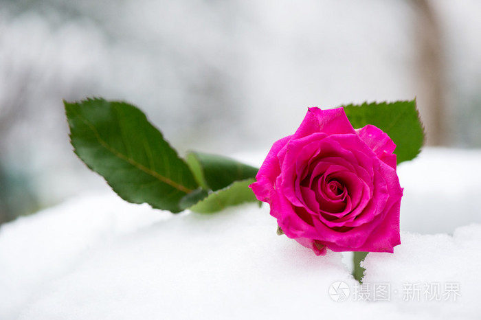在雪中的粉红玫瑰